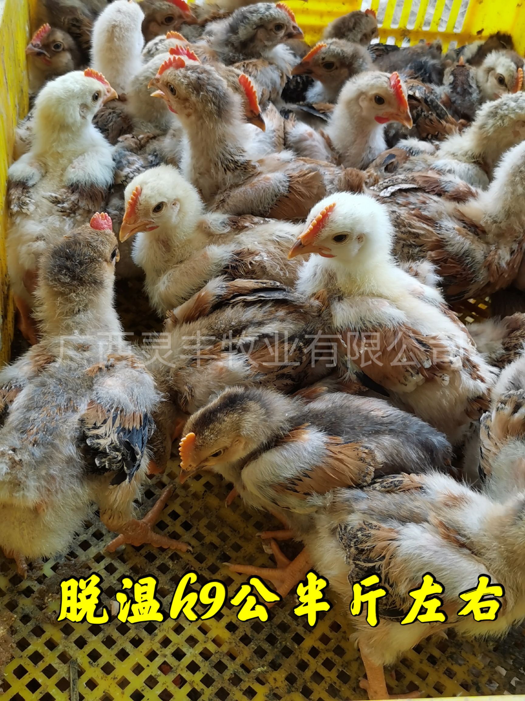 （10只起发）脱温麻鸭，脱温k9青脚麻、贵妃鸡`珍珠鸡卢花鸡
