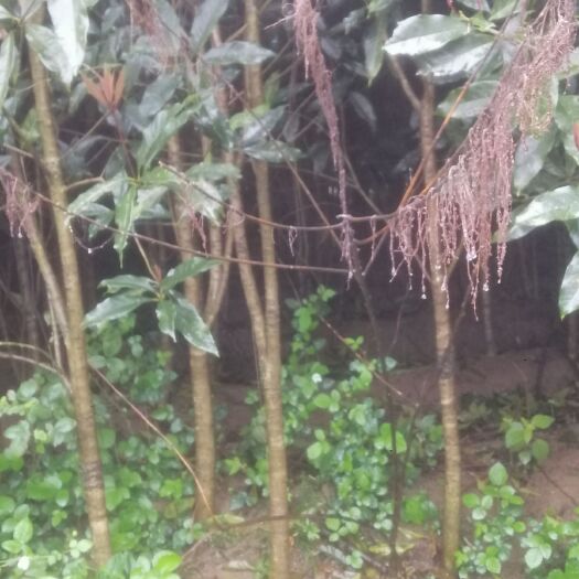江山市浙江精品桂花树 产地批发 一手货源 视频看货 量黄金桂花树