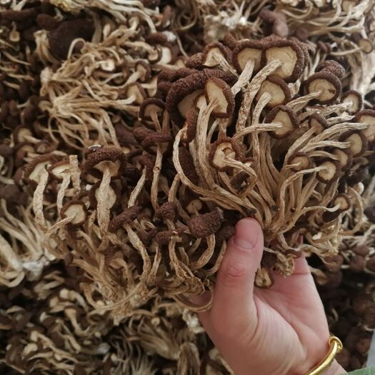 广昌县广昌5号茶树菇  广昌茶树菇新货 散装10～20斤～50斤一