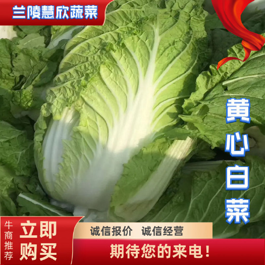 万亩黄心大白菜，大量有货，产地直销