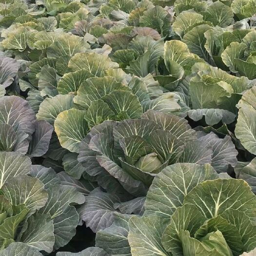 宜城市圆包菜 主供应早熟，中熟，晚熟甘蓝，产品供应量大，菜品优质