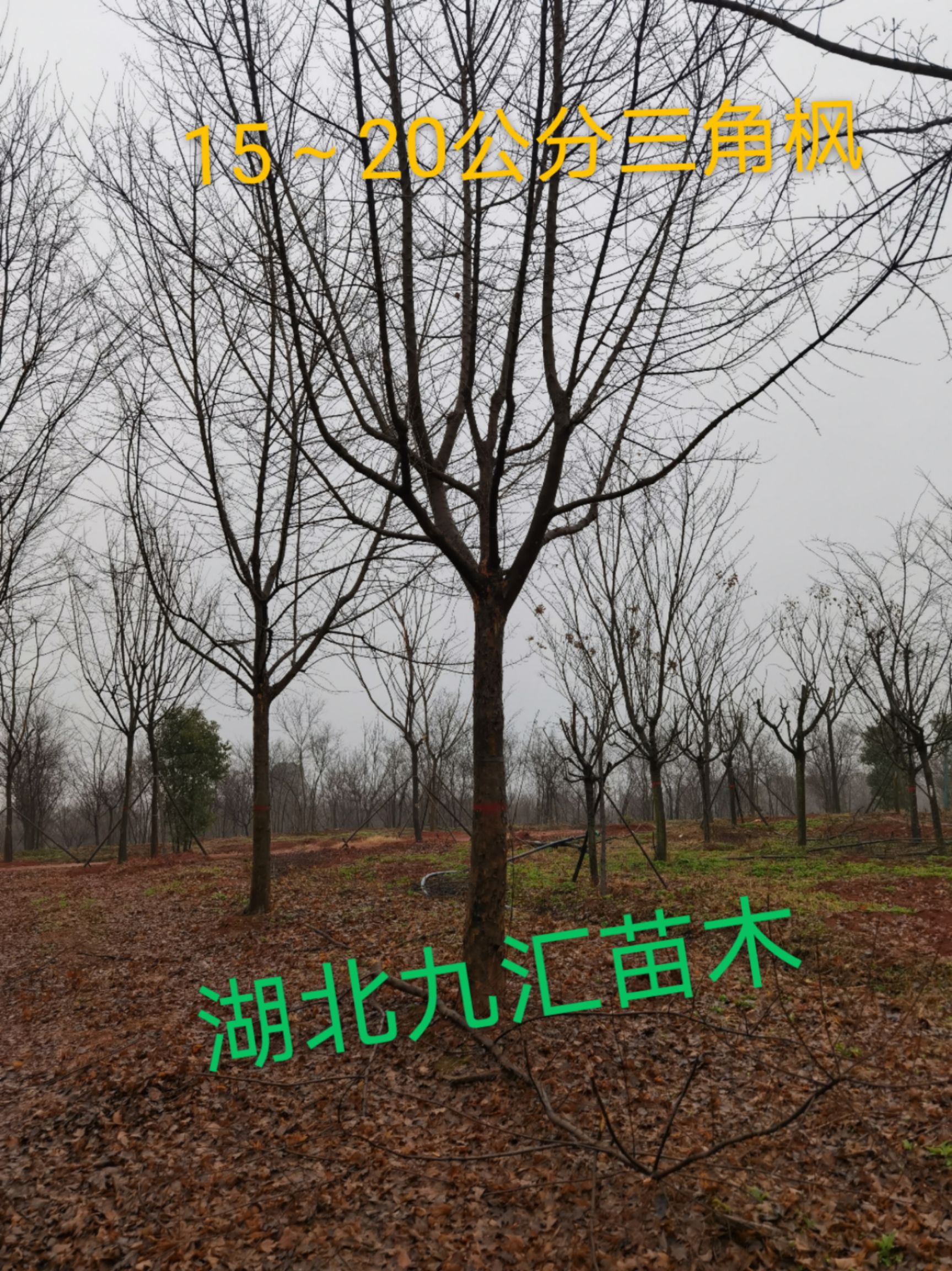三角枫12～25公分精品