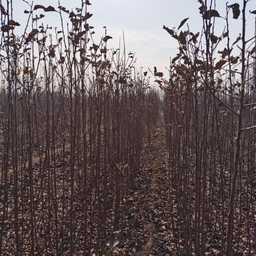 烟富10苹果苗  M26矮化中间砧苹果苗烟富十烟富八王林维纳斯黄金宫藤短枝