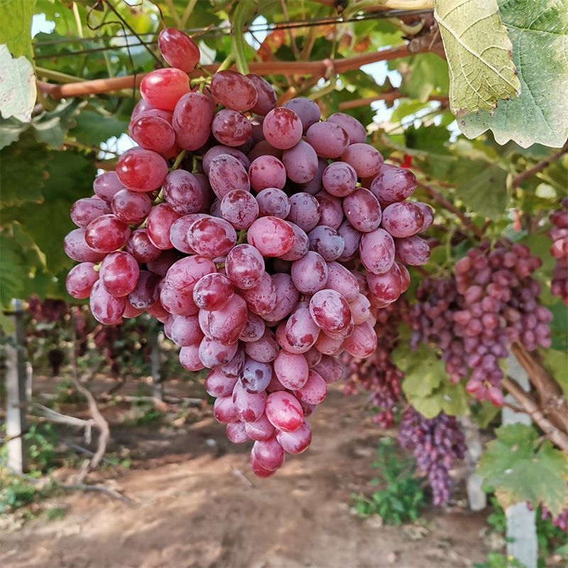 无籽提子脆甜克伦生葡萄新鲜当季水果3/5斤整箱包邮当天发货