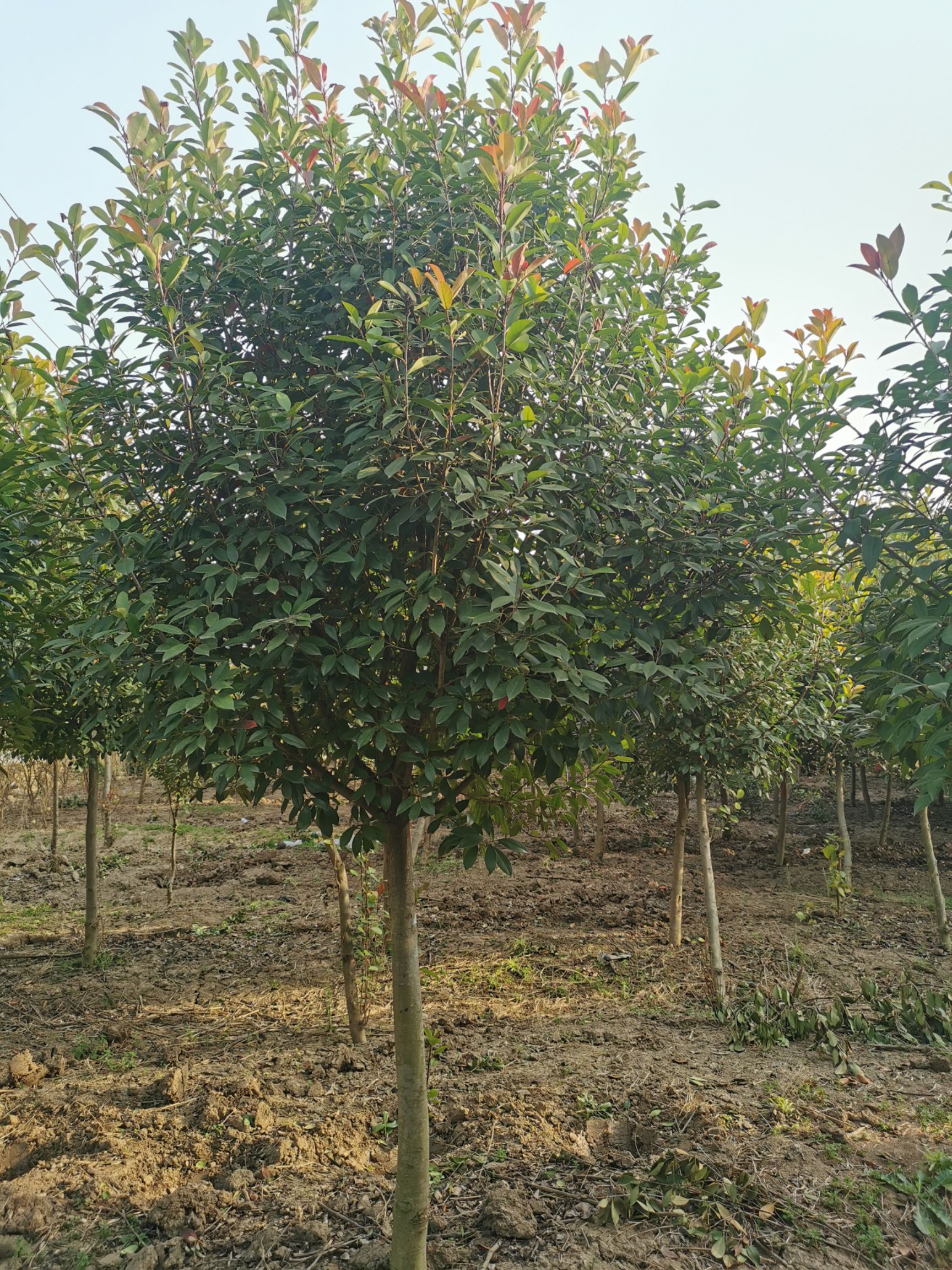苗圃出售：3-12cm高杆红叶石楠.红叶石楠树