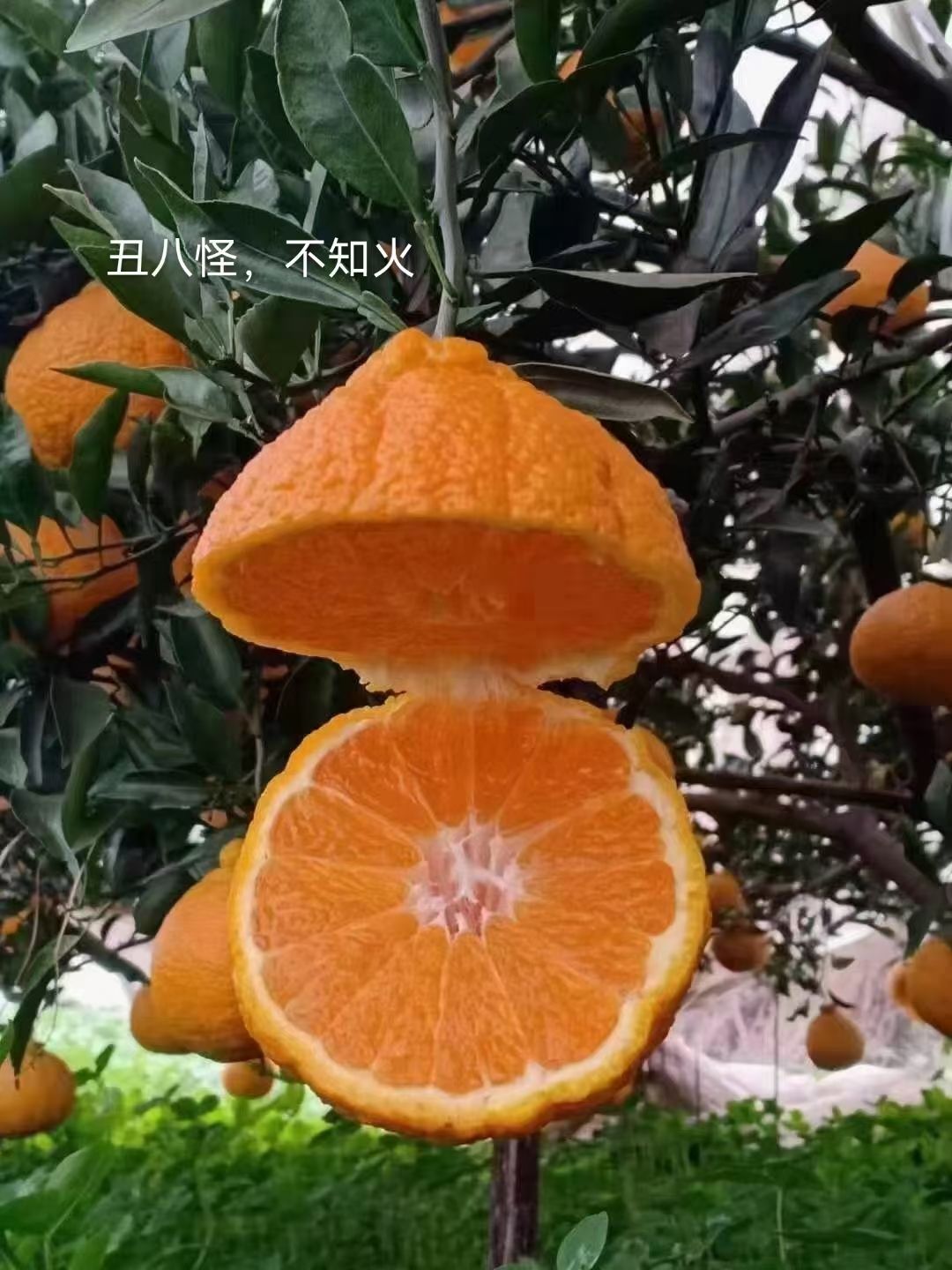 不知火苗  不知火（丑柑）品种保证，基地直销，保证质量，