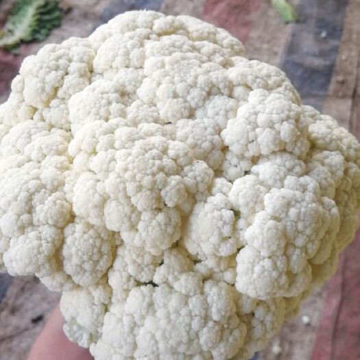 沛县白花菜花  精品大棚有机花菜大量上市