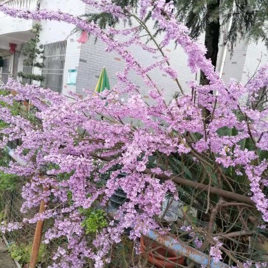 阳新县芫花苗