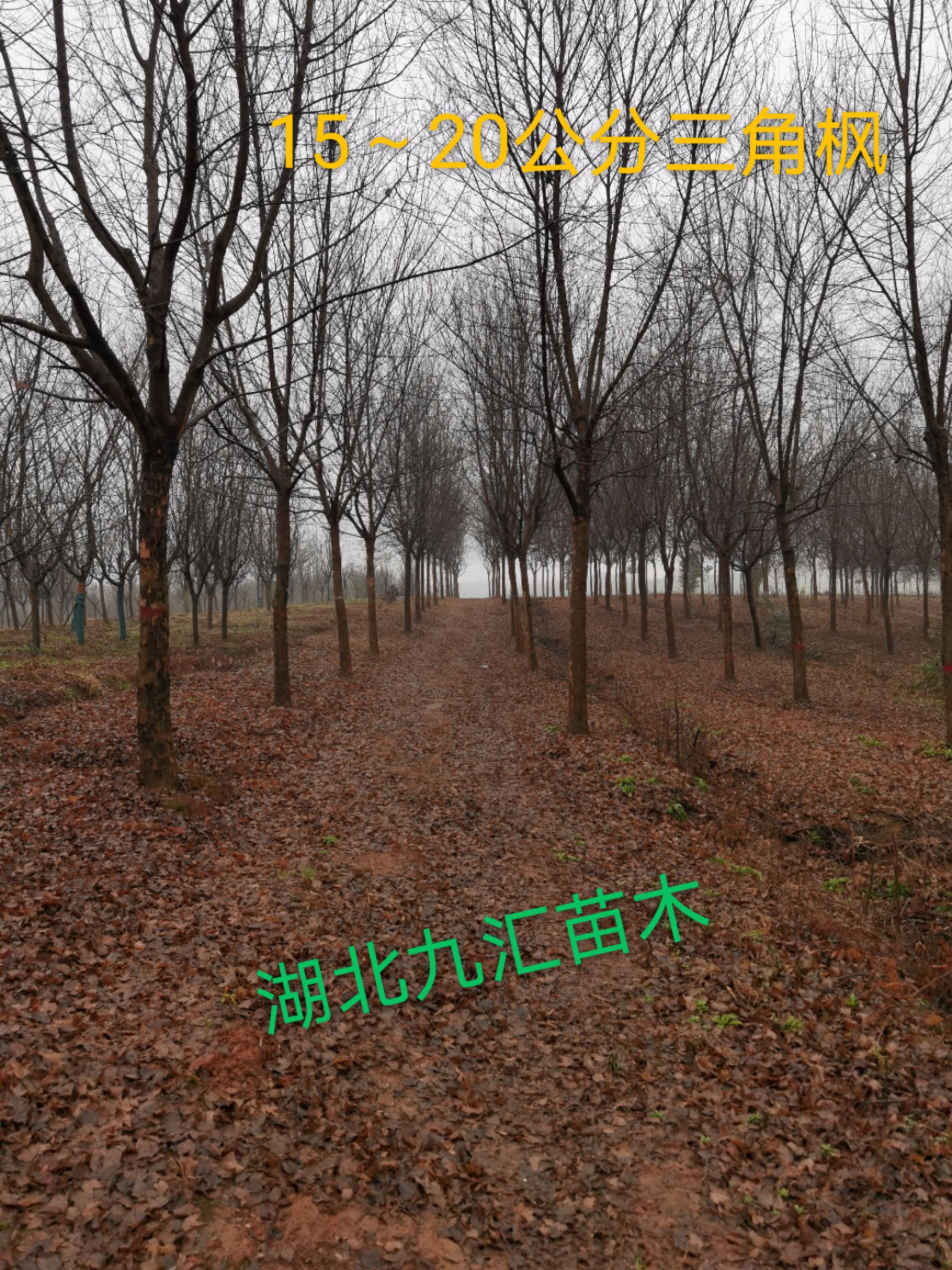 三角枫12～25公分精品