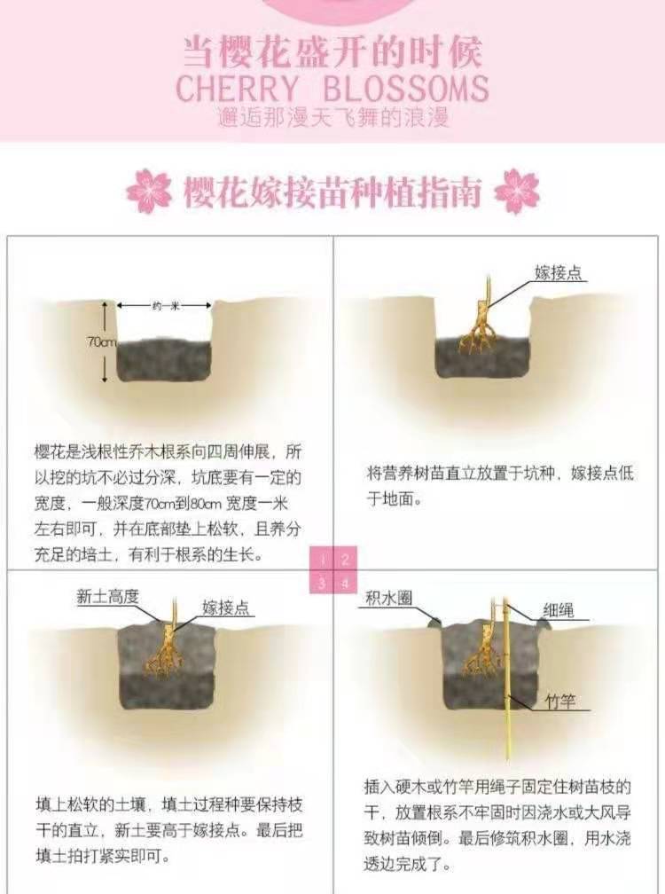 染井吉樱  企业直销 庭院绿化 优质嫁接苗 现挖保湿发货
