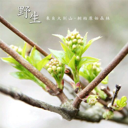 广水市湖北大山野菜树花菜
