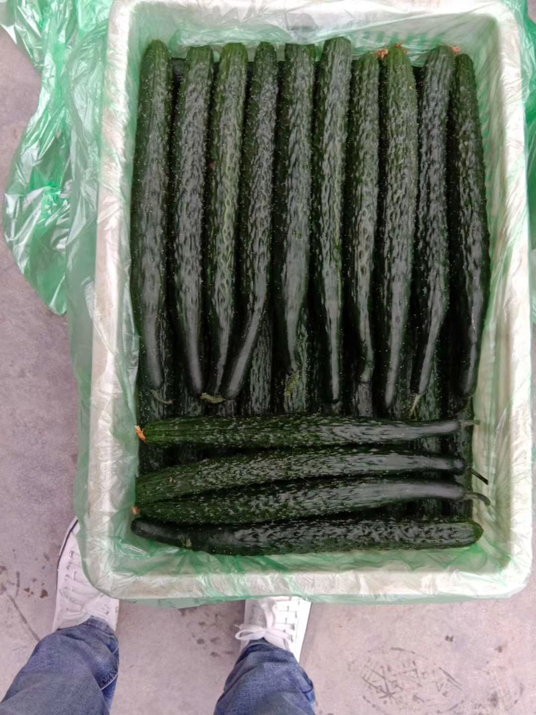 加祥四季蔬菜专业合作社☞，西红柿，大青豆， 辣椒，刺黄瓜等各