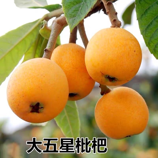 简阳市大五星枇杷苗 砂糖枇杷 甜度高品种纯正