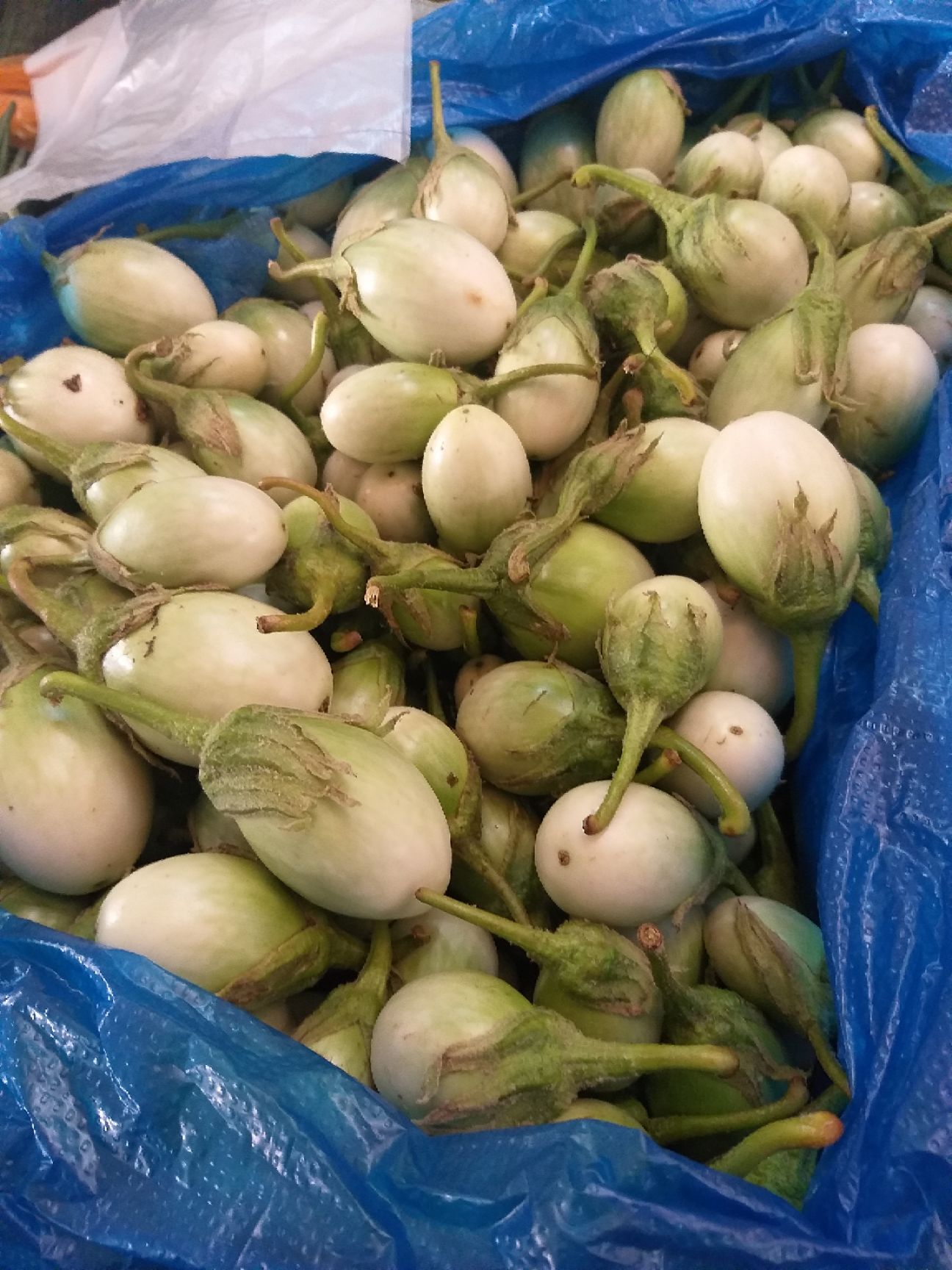 泰国蔬菜咖喱茄子绿色圆茄大圆茄泰国圆茄脆茄