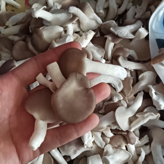 丰城市 秀珍菇台秀