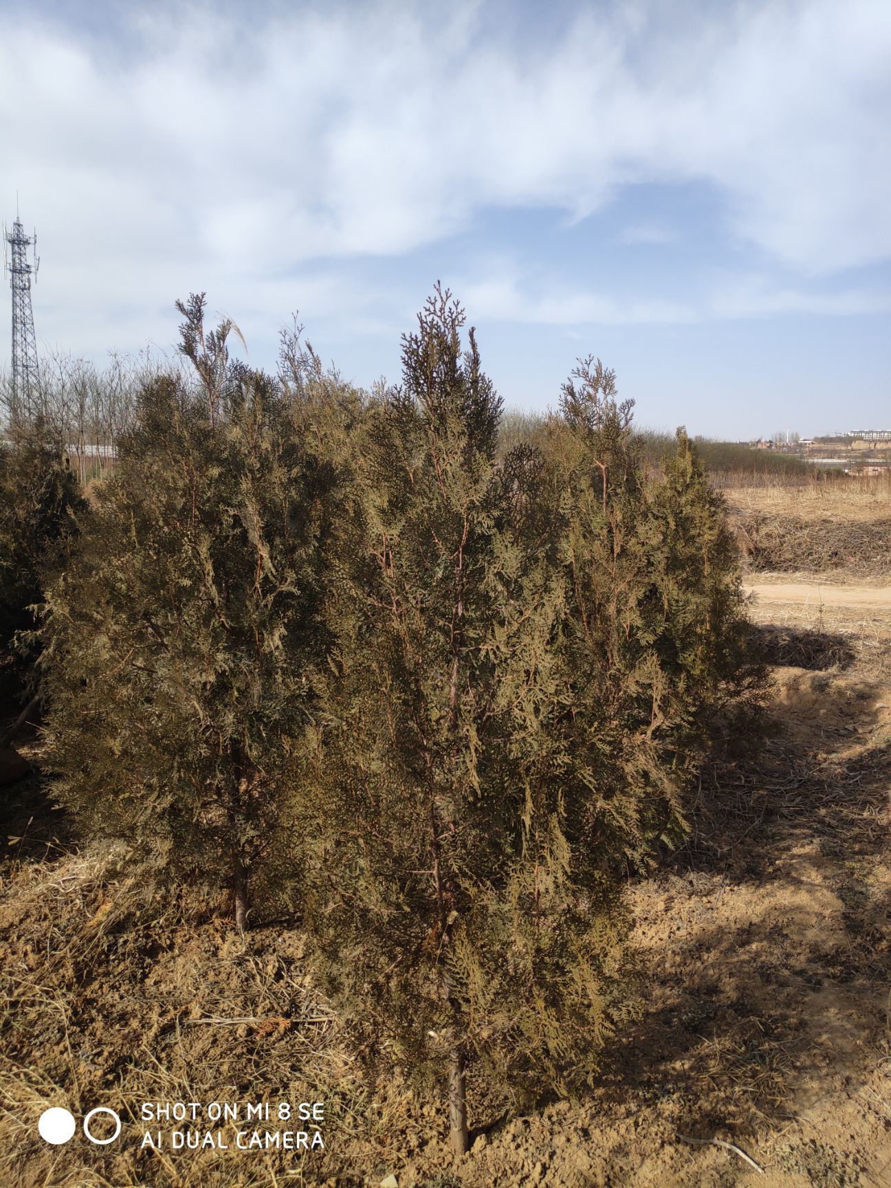 侧柏苗  营养杯和大田定植均有，根据规格定价