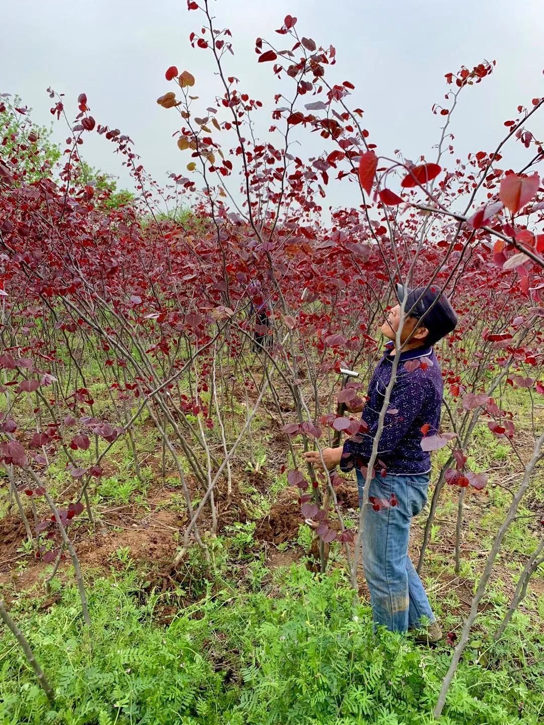 加拿大紫叶紫荆，后观花再观叶