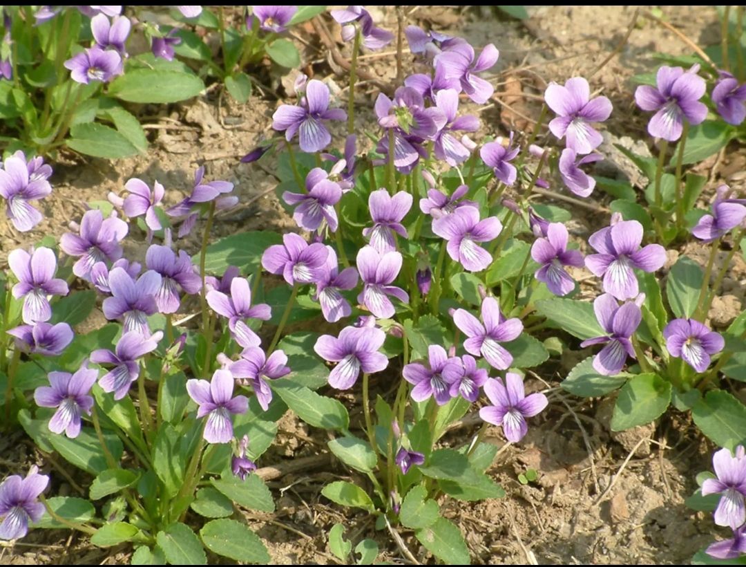 紫花地丁种子  紫花地丁蓝紫色，花期长，长势低矮适应能力能，