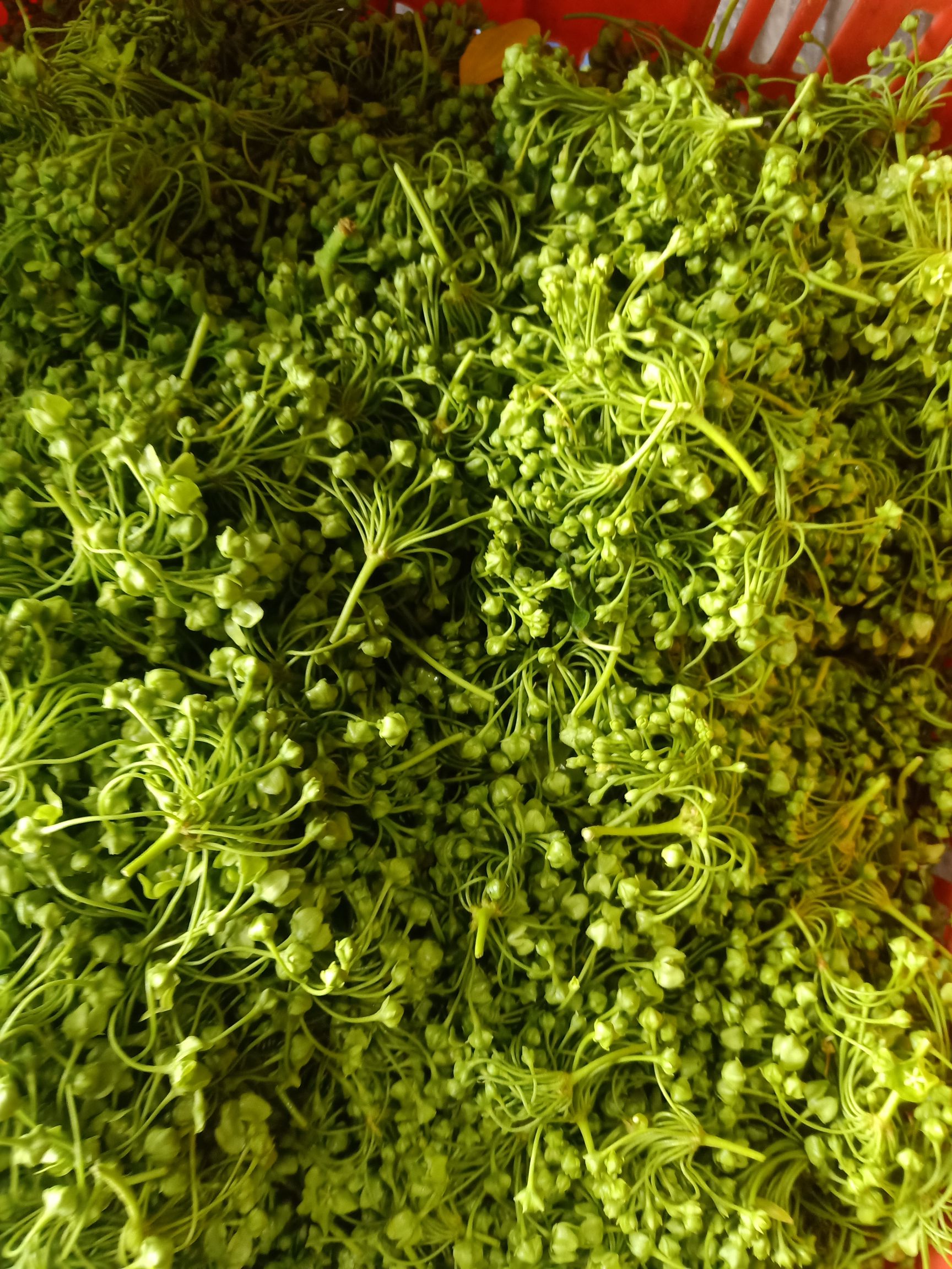 山野菜  云南普洱苦凉花、苦藤花_鲜货