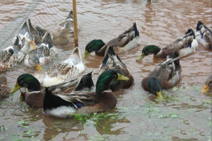 脱温半大大种麻鸭