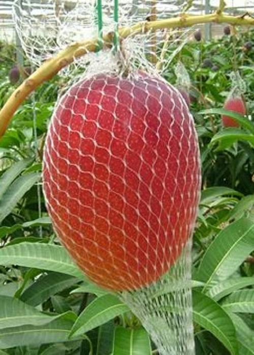 武宣县太阳之子芒果苗