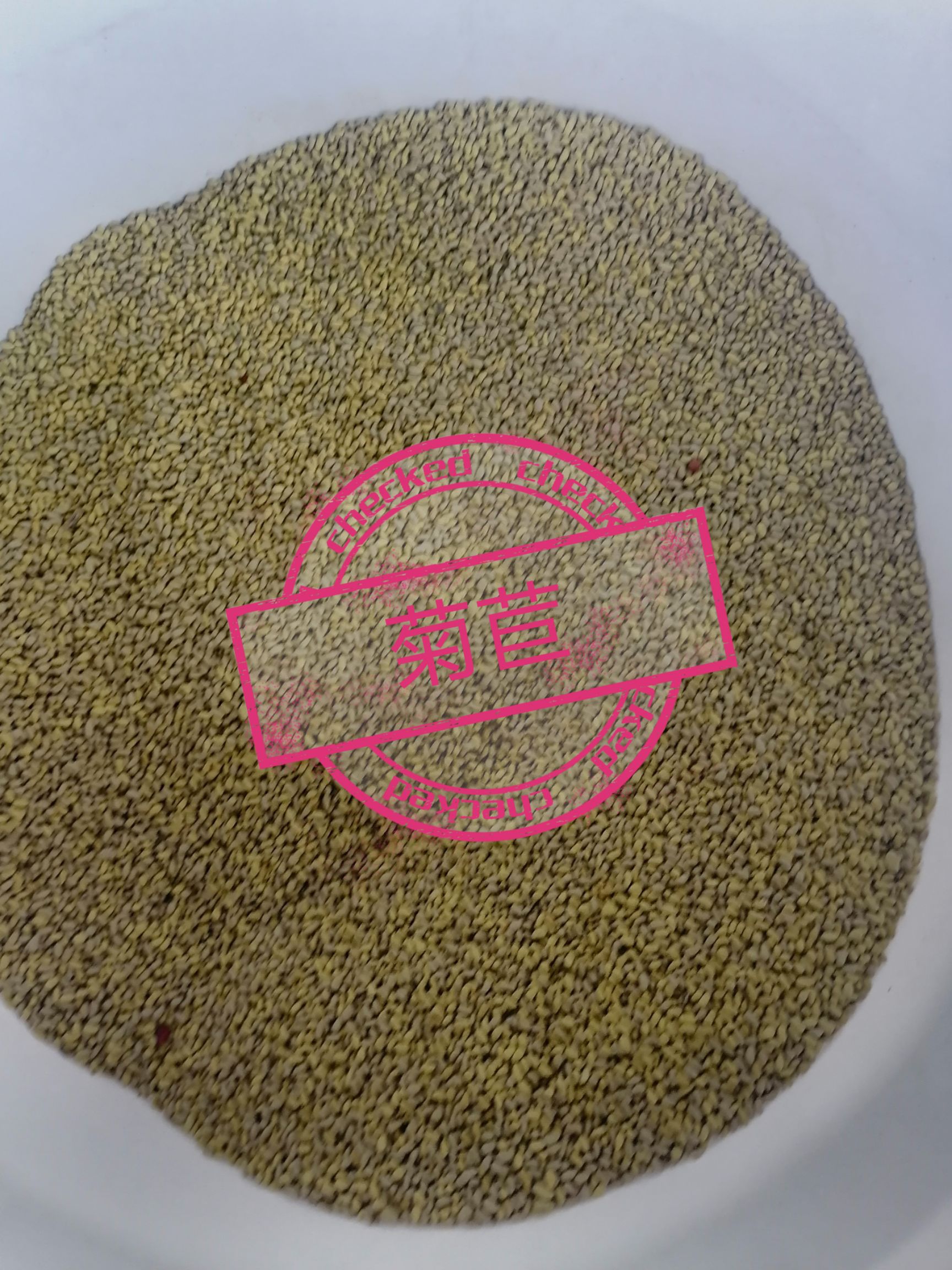 苏丹草种子  墨西哥玉米草种  高丹草种  菊苣草种等大量现货