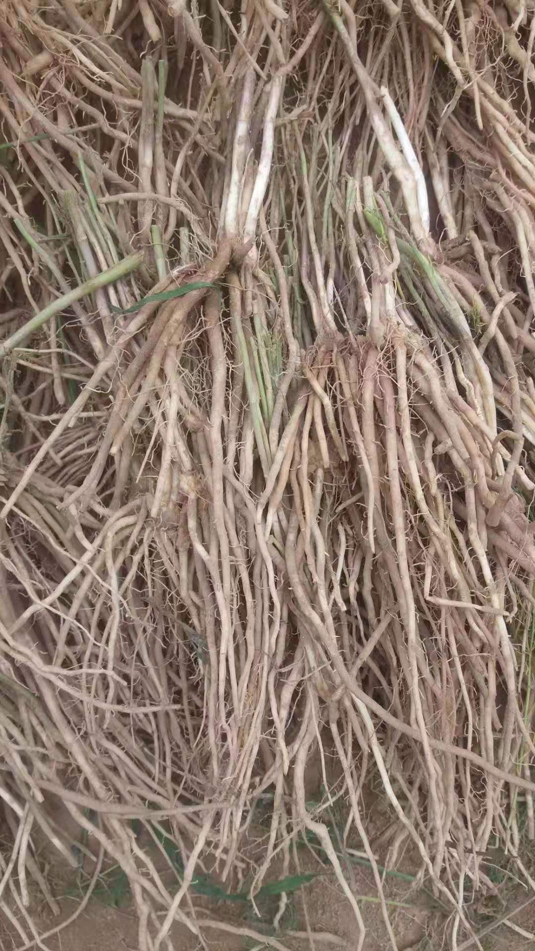 三年芦笋苗芦笋根