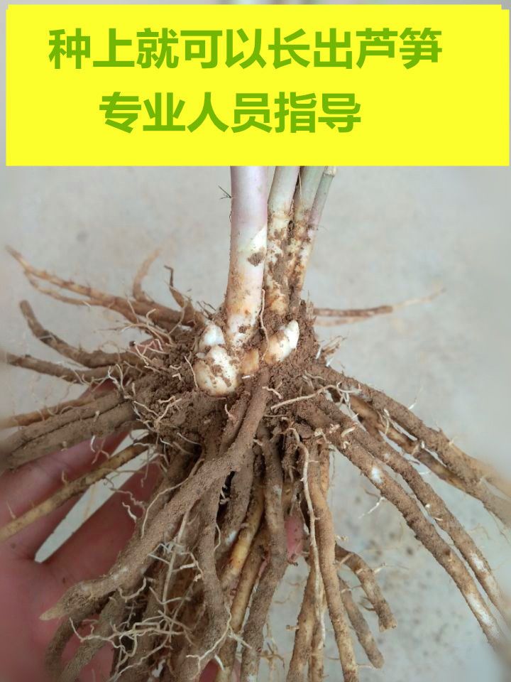 三年芦笋苗芦笋根