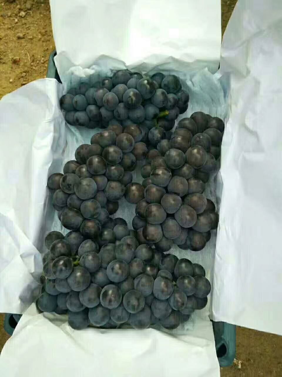 户太八号葡萄苗  河北户太8号葡萄苗保证品种成活率高