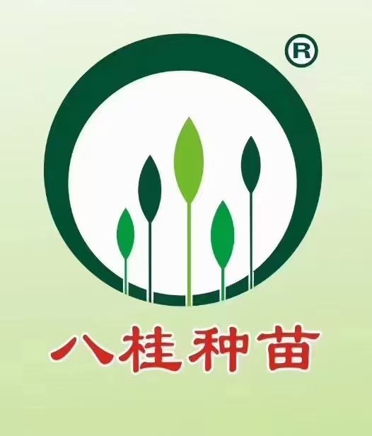 桉树苗  良种速桉苗品种26号-27号-28号-29号-43号-13号