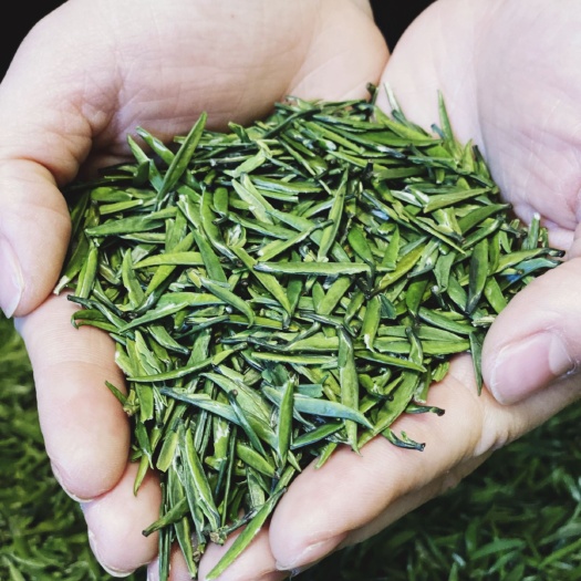 恩施市雀舌茶  恩施富硒贡芽批发，量大，全国随时发货。