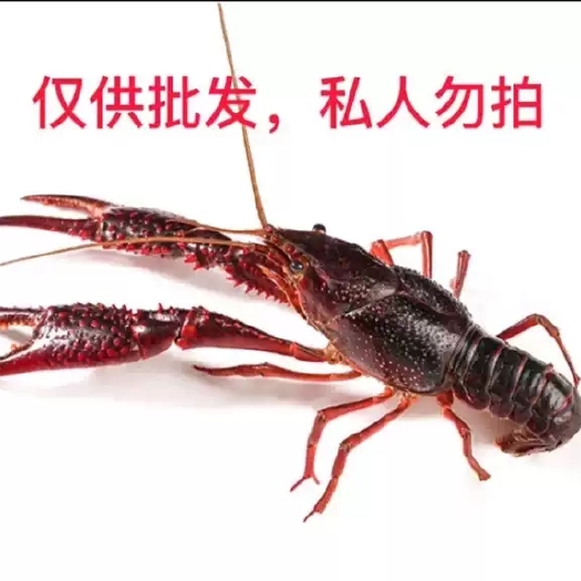 洪湖市小龙虾 自己家的虾塘最低1发售