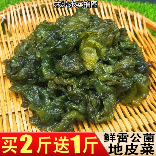 祁阳市新鲜地皮菜湖南野生特产野菜现采地皮菇地达菜雷公菌地软软非干货