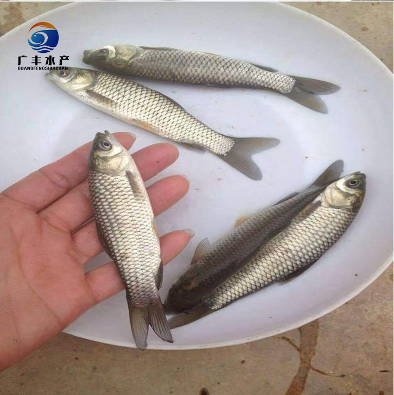 草鱼苗  金草鱼苗
