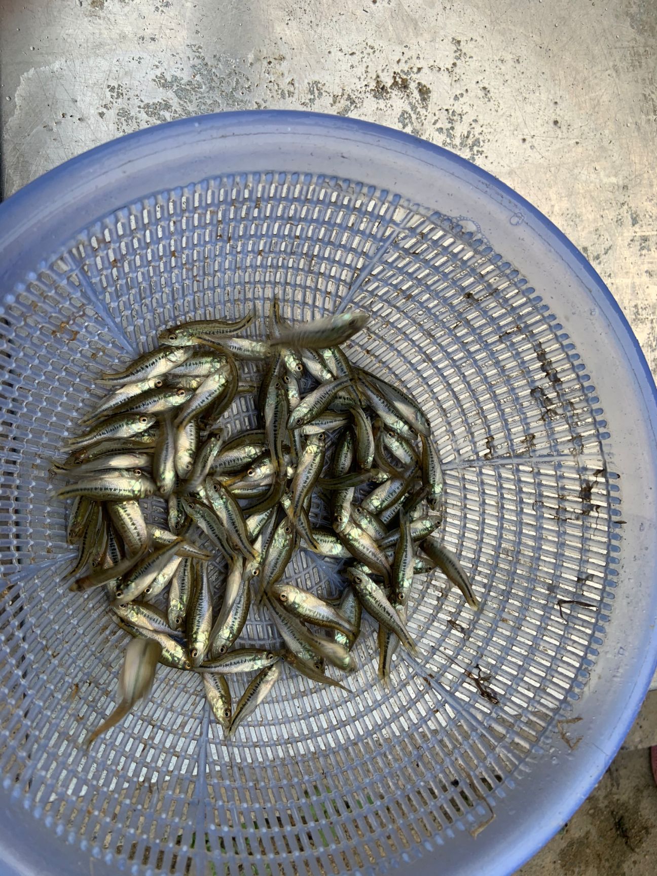 加州鲈鱼苗 鲈鱼水花 鲈鱼苗 鱼苗批发 死亡包赔 周边可送货