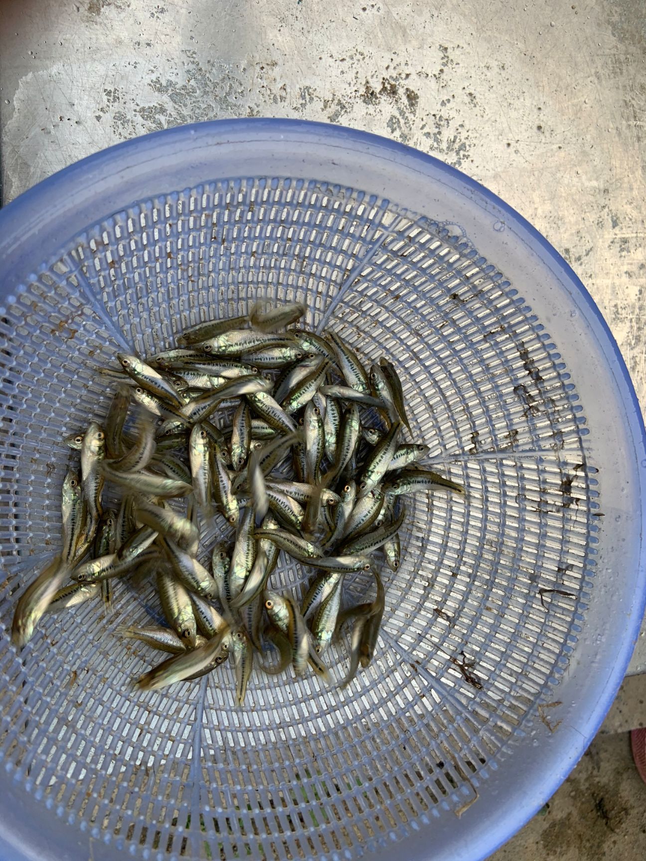 加州鲈鱼苗 鲈鱼水花 鲈鱼苗 鱼苗批发 死亡包赔 周边可送货