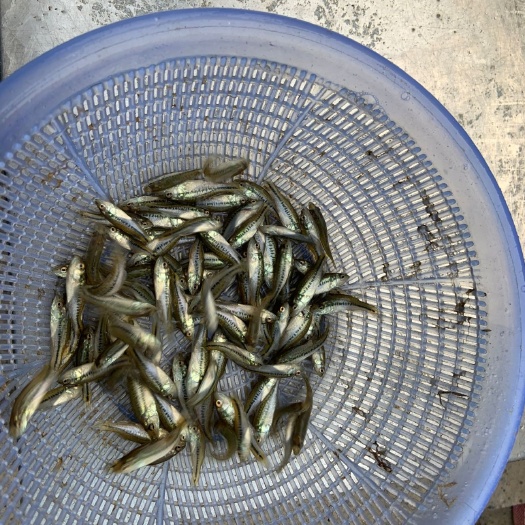 广州加州鲈鱼苗 鲈鱼水花 鲈鱼苗 鱼苗批发 死亡包赔 周边可送货