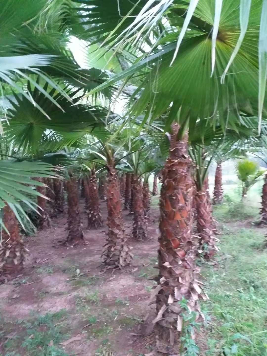 老人葵  精品蒲葵