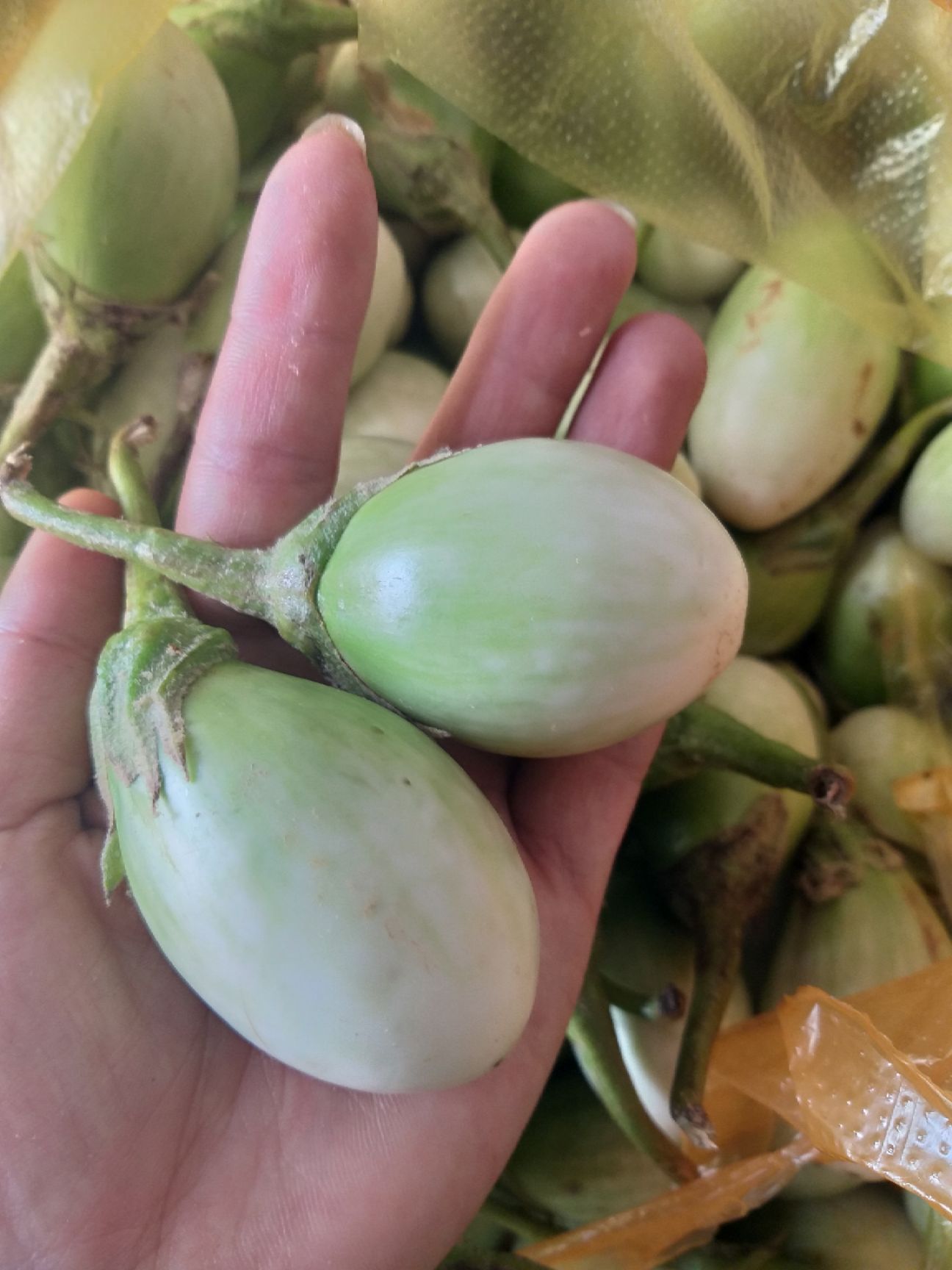 泰国蔬菜咖喱茄子绿色圆茄大圆茄泰国圆茄脆茄