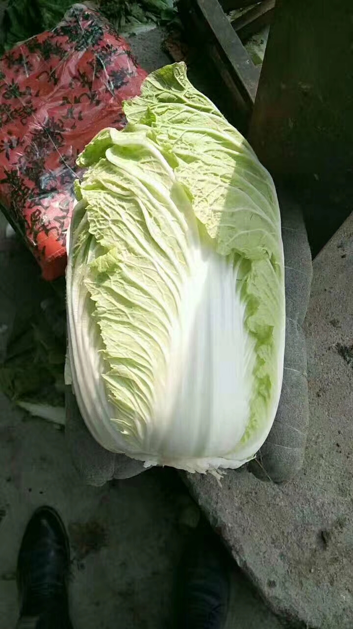 菊锦大白菜  黄心大白菜