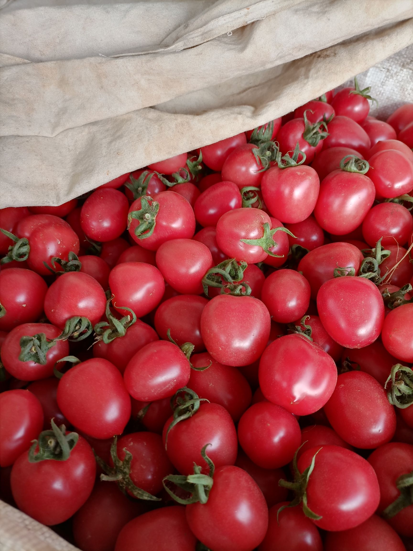 千禧圣女果 河南省安阳市滑县 地头通货