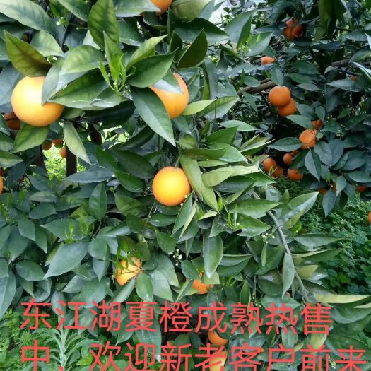  东江湖夏橙成熟，可以上市了