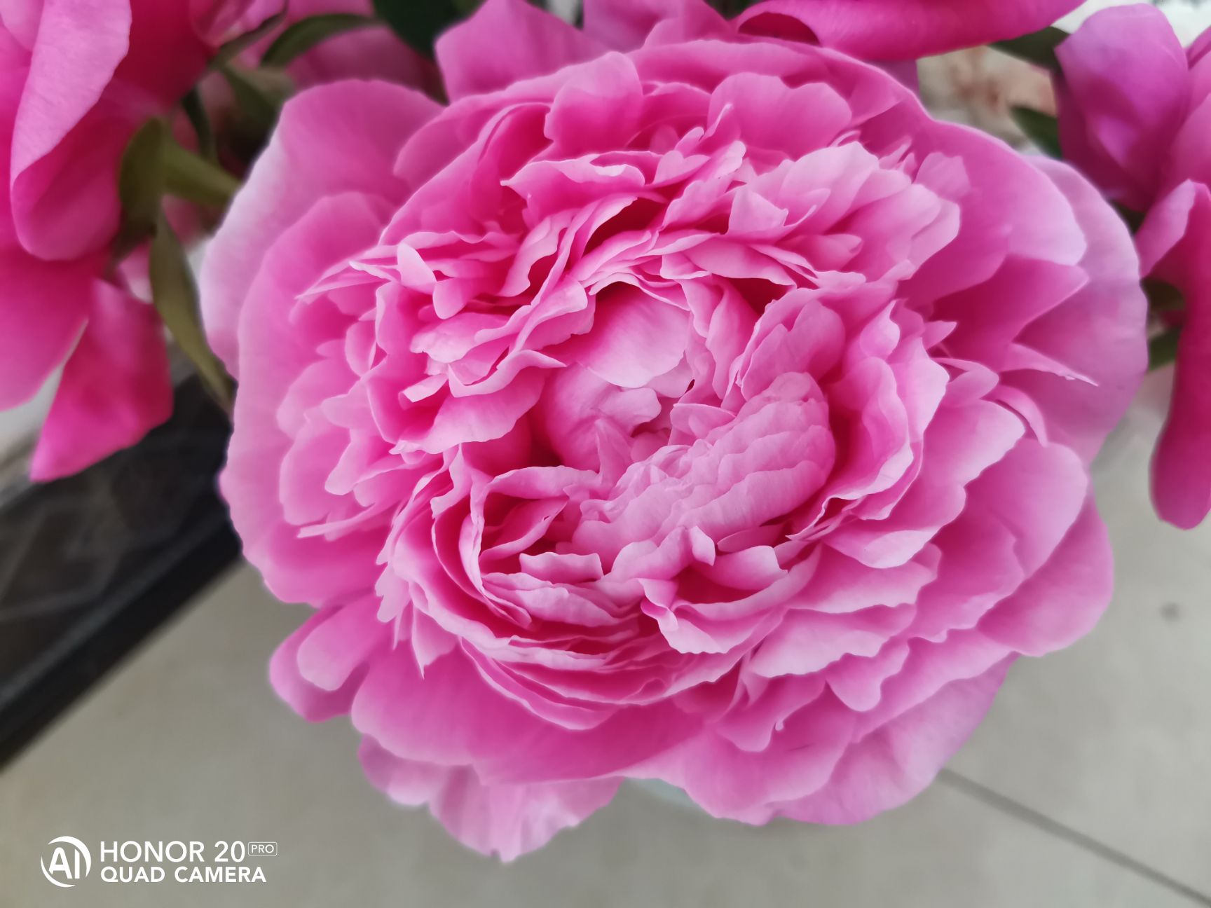 甘肃芍药，观赏芍药，切花芍药，多花芍药