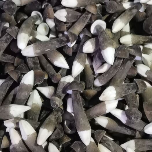 菏泽黑皮鸡枞菌一级，二级，三级，四级