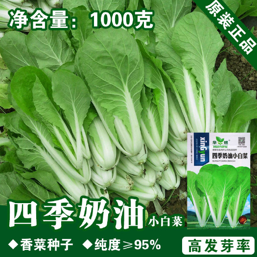 河间市四季奶油白菜种子农田菜园基地耐热耐寒早熟抗并速生白菜种孑