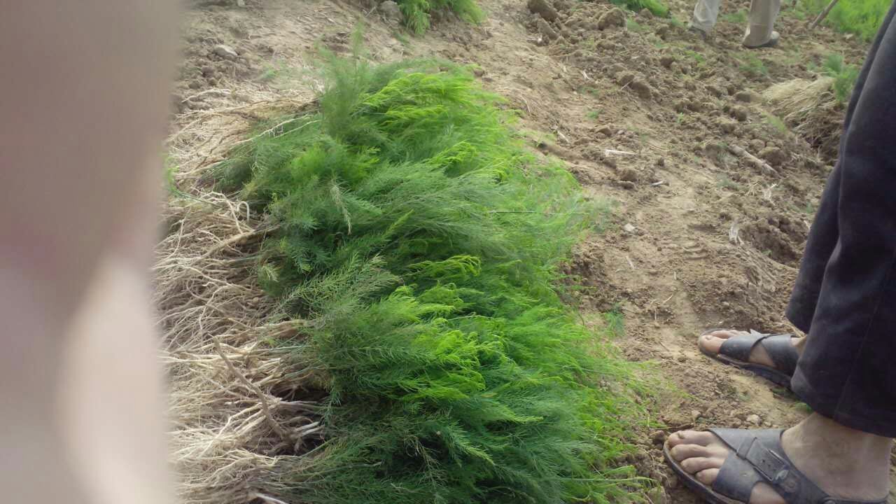 三年芦笋苗芦笋根