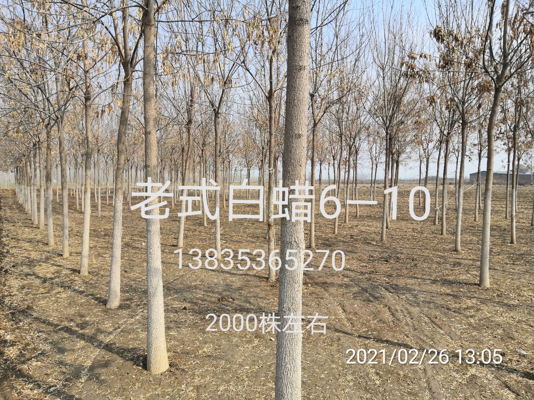 老式白蜡  老式，3000株，8.9.10可出圃