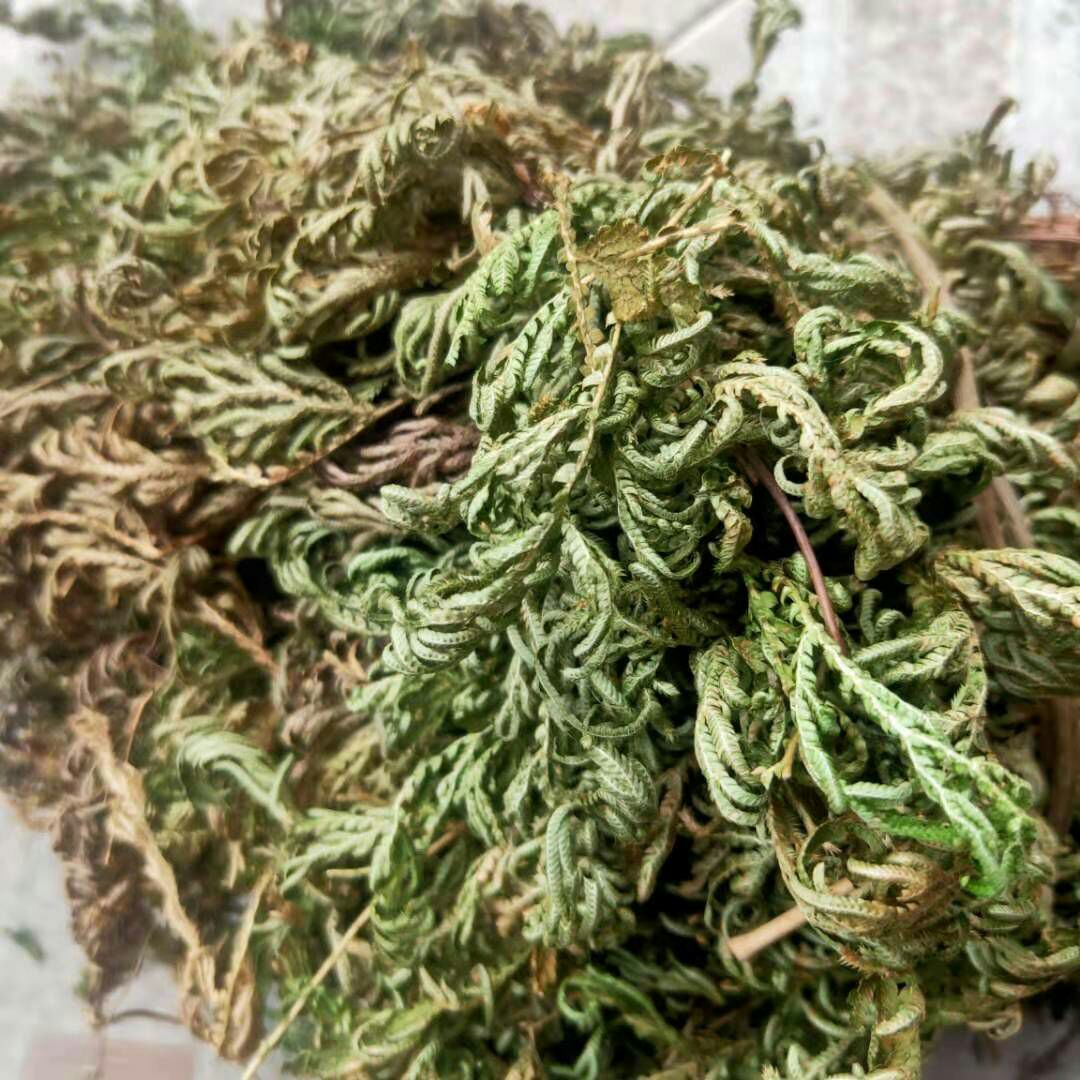 石上柏