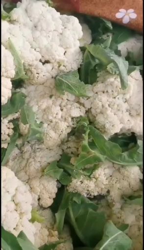 白花菜花  河南有机花菜，精品菜花，做工精细，产地直发