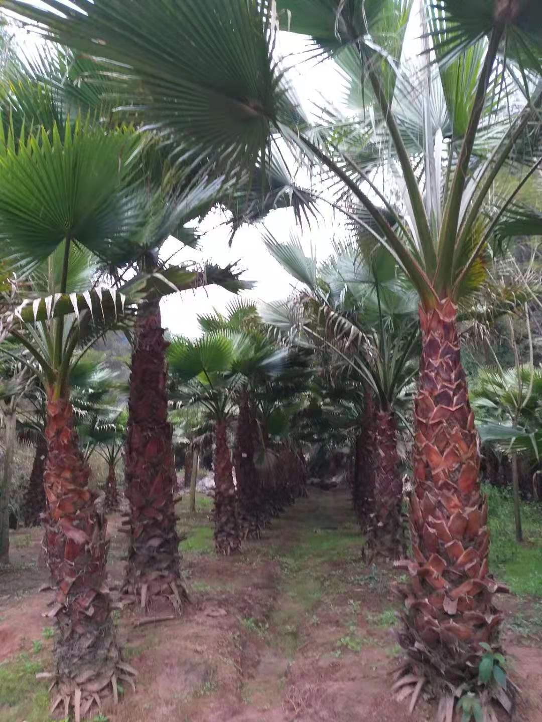 老人葵  精品蒲葵